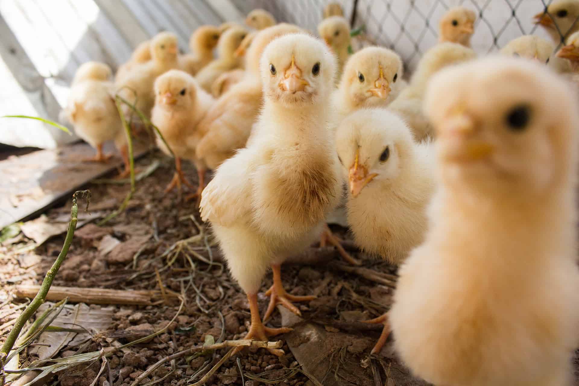 Baby chicks cluster together in an outdoor fenced area