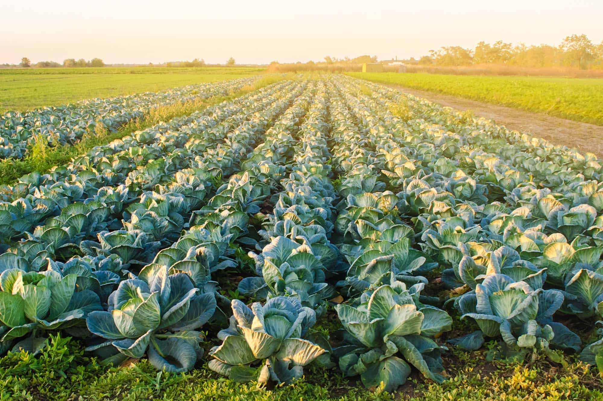 Cabbage field